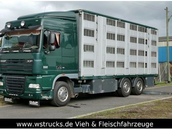 Gyvulių pervežimo sunkvežimis DAF XF105/410 Spacecup Menke 4 Stock