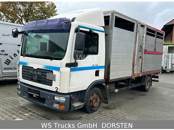Gyvulių pervežimo sunkvežimis MAN 7.150 Einstock , Großvieh , Schweine: foto 1