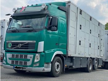 Gyvulių pervežimo sunkvežimis Volvo FH 420 Globe XL 3 Stock Menke: foto 1