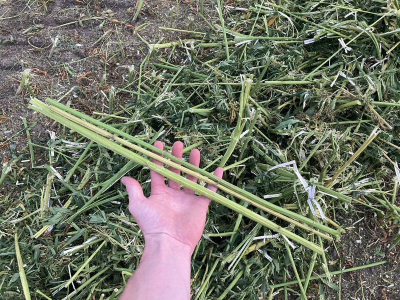 New Holland FR9060 for hemp harvest hemp harvester - Pašarų kombainas: foto 5 New Holland FR9060 for hemp harvest hemp harvester - Pašarų kombainas: foto 5