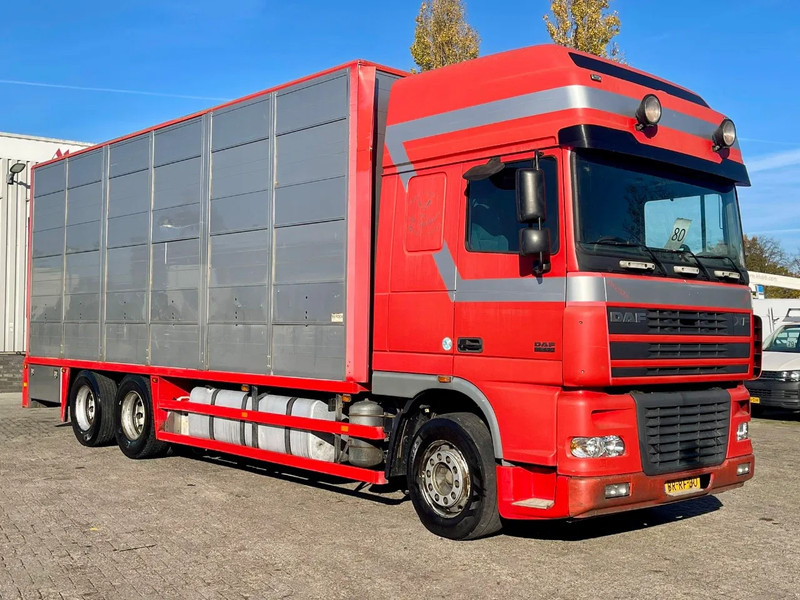 DAF XF 95.430 BERDEX 3 decks. Water, fans, Scales! Excellent condition. - Gyvulių pervežimo sunkvežimis: foto 5 DAF XF 95.430 BERDEX 3 decks. Water, fans, Scales! Excellent condition. - Gyvulių pervežimo sunkvežimis: foto 5