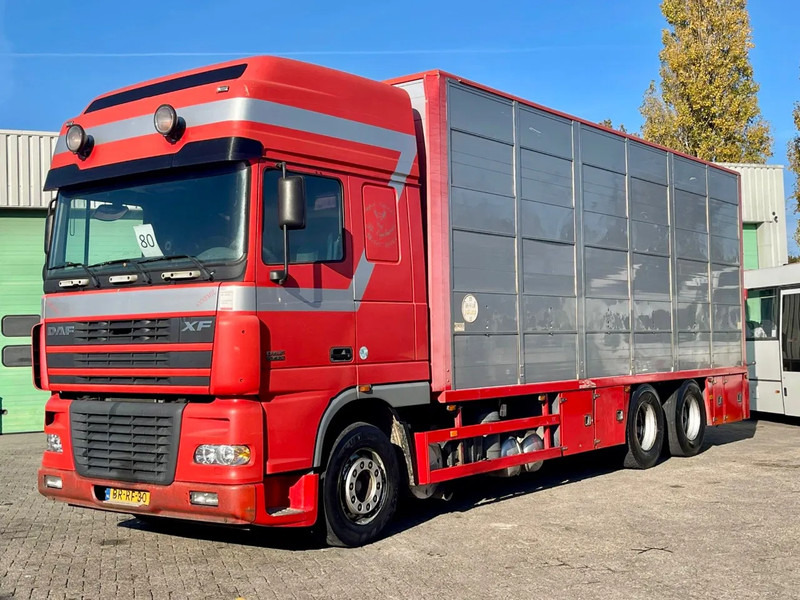 DAF XF 95.430 BERDEX 3 decks. Water, fans, Scales! Excellent condition. - Gyvulių pervežimo sunkvežimis: foto 1 DAF XF 95.430 BERDEX 3 decks. Water, fans, Scales! Excellent condition. - Gyvulių pervežimo sunkvežimis: foto 1