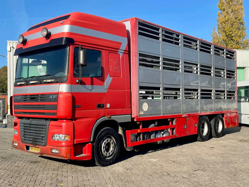 DAF XF 95.430 BERDEX 3 decks. Water, fans, Scales! Excellent condition. - Gyvulių pervežimo sunkvežimis: foto 2 DAF XF 95.430 BERDEX 3 decks. Water, fans, Scales! Excellent condition. - Gyvulių pervežimo sunkvežimis: foto 2