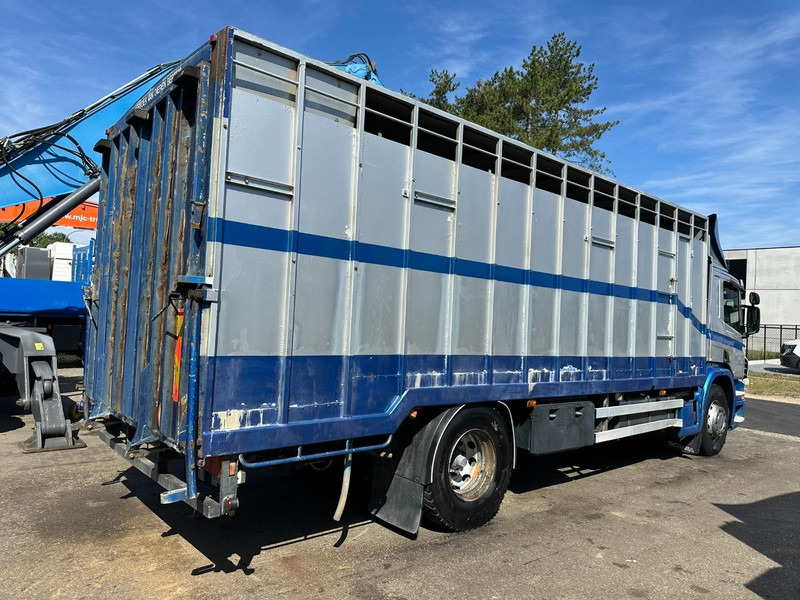 Scania P310 4x2 LIVESTOCK / VEEWAGEN / TIERTRANSPORT / BETAILLERE - ALU BOX 7m - MANUAL - A/C - BELGIAN TRUCK - Gyvulių pervežimo sunkvežimis: foto 5 Scania P310 4x2 LIVESTOCK / VEEWAGEN / TIERTRANSPORT / BETAILLERE - ALU BOX 7m - MANUAL - A/C - BELGIAN TRUCK - Gyvulių pervežimo sunkvežimis: foto 5