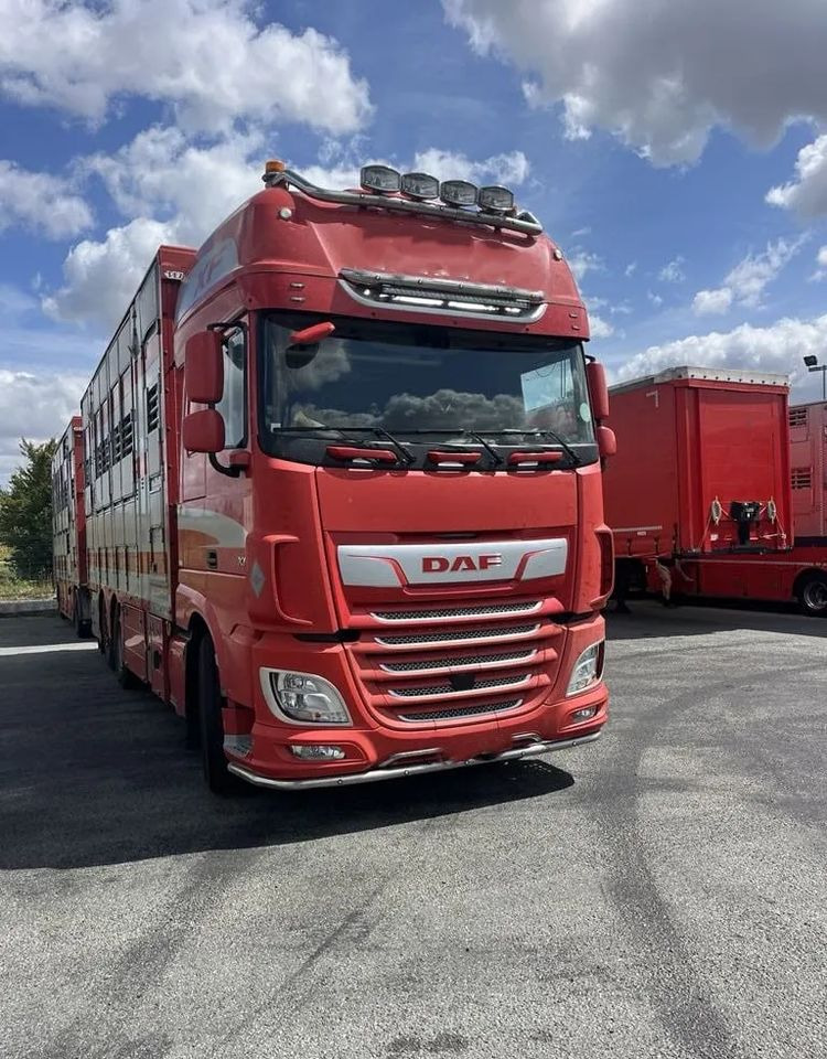 DAF XF 460 + Przyczepa Pezzaoli - 3X Trzoda, 2 X Bydło I 3 poziomy I Podnoszony dach I Hydroburta I Osie Skrętne I Poidła I Wentylatory I Pilot Manualny | Euro5 - Gyvulių pervežimo sunkvežimis: foto 1 DAF XF 460 + Przyczepa Pezzaoli - 3X Trzoda, 2 X Bydło I 3 poziomy I Podnoszony dach I Hydroburta I Osie Skrętne I Poidła I Wentylatory I Pilot Manualny | Euro5 - Gyvulių pervežimo sunkvežimis: foto 1