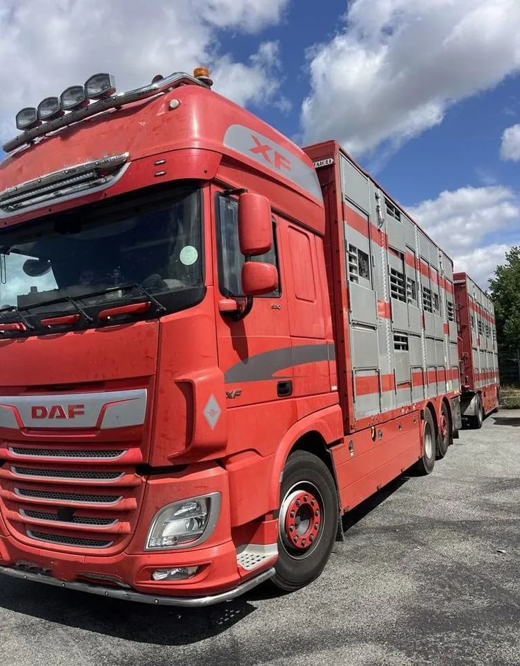 DAF XF 460 + Przyczepa Pezzaoli - 3X Trzoda, 2 X Bydło I 3 poziomy I Podnoszony dach I Hydroburta I Osie Skrętne I Poidła I Wentylatory I Pilot Manualny | Euro5 - Gyvulių pervežimo sunkvežimis: foto 2 DAF XF 460 + Przyczepa Pezzaoli - 3X Trzoda, 2 X Bydło I 3 poziomy I Podnoszony dach I Hydroburta I Osie Skrętne I Poidła I Wentylatory I Pilot Manualny | Euro5 - Gyvulių pervežimo sunkvežimis: foto 2