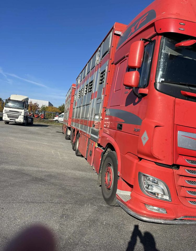 DAF XF 530 + Przyczepa Pezzaoli - 3X Trzoda, 2 X Bydło I 3 poziomy I Podnoszony dach I Hydroburta I Osie Skrętne I Poidła I Wentylatory I Pilot Manualny | - Gyvulių pervežimo sunkvežimis: foto 4 DAF XF 530 + Przyczepa Pezzaoli - 3X Trzoda, 2 X Bydło I 3 poziomy I Podnoszony dach I Hydroburta I Osie Skrętne I Poidła I Wentylatory I Pilot Manualny | - Gyvulių pervežimo sunkvežimis: foto 4