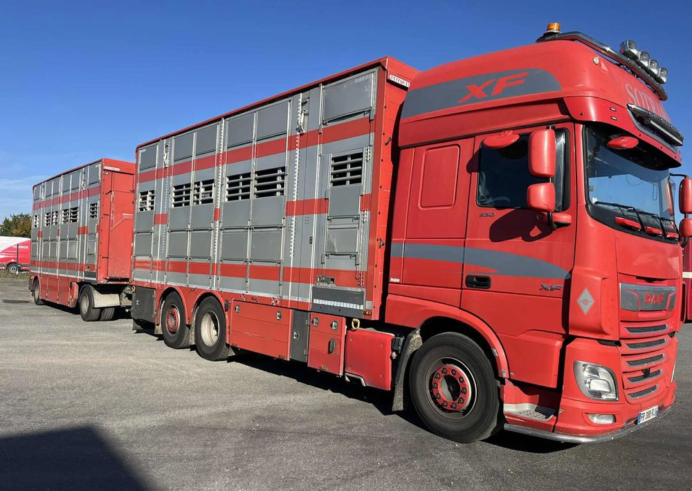 DAF XF 530 + Przyczepa Pezzaoli - 3X Trzoda, 2 X Bydło I 3 poziomy I Podnoszony dach I Hydroburta I Osie Skrętne I Poidła I Wentylatory I Pilot Manualny | - Gyvulių pervežimo sunkvežimis: foto 2 DAF XF 530 + Przyczepa Pezzaoli - 3X Trzoda, 2 X Bydło I 3 poziomy I Podnoszony dach I Hydroburta I Osie Skrętne I Poidła I Wentylatory I Pilot Manualny | - Gyvulių pervežimo sunkvežimis: foto 2