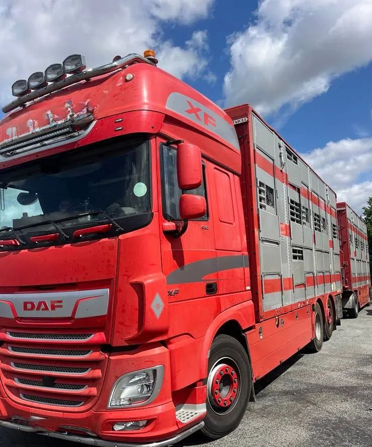 DAF XF 530 + Przyczepa Pezzaoli - 3X Trzoda, 2 X Bydło I 3 poziomy I Podnoszony dach I Hydroburta I Osie Skrętne I Poidła I Wentylatory I Pilot Manualny | - Gyvulių pervežimo sunkvežimis: foto 1 DAF XF 530 + Przyczepa Pezzaoli - 3X Trzoda, 2 X Bydło I 3 poziomy I Podnoszony dach I Hydroburta I Osie Skrętne I Poidła I Wentylatory I Pilot Manualny | - Gyvulių pervežimo sunkvežimis: foto 1
