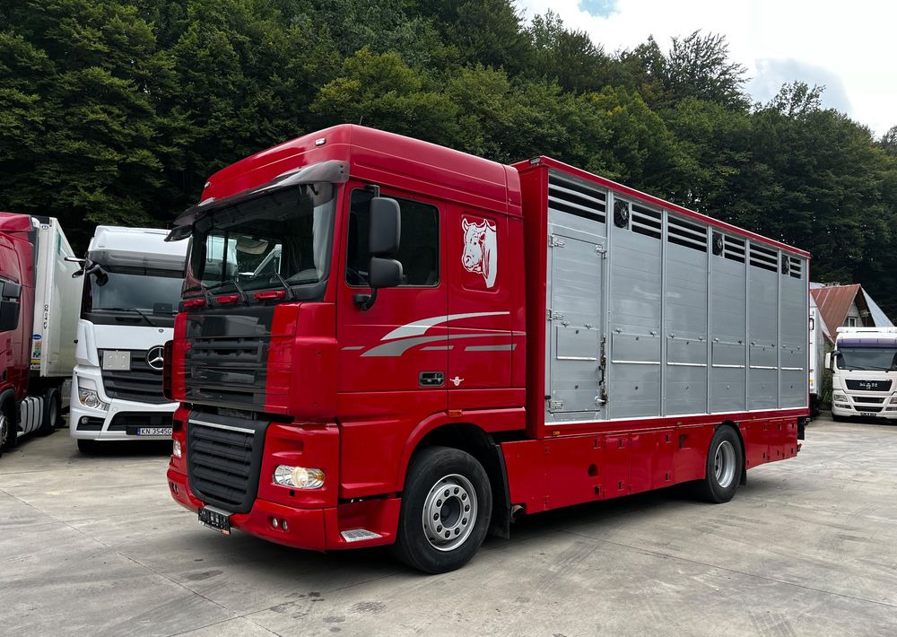 DAF XF 105.460 Euro 5 // Manual // Retarder // Do Żywca / Bydła / Zwierząt / - Gyvulių pervežimo sunkvežimis: foto 1 DAF XF 105.460 Euro 5 // Manual // Retarder // Do Żywca / Bydła / Zwierząt / - Gyvulių pervežimo sunkvežimis: foto 1