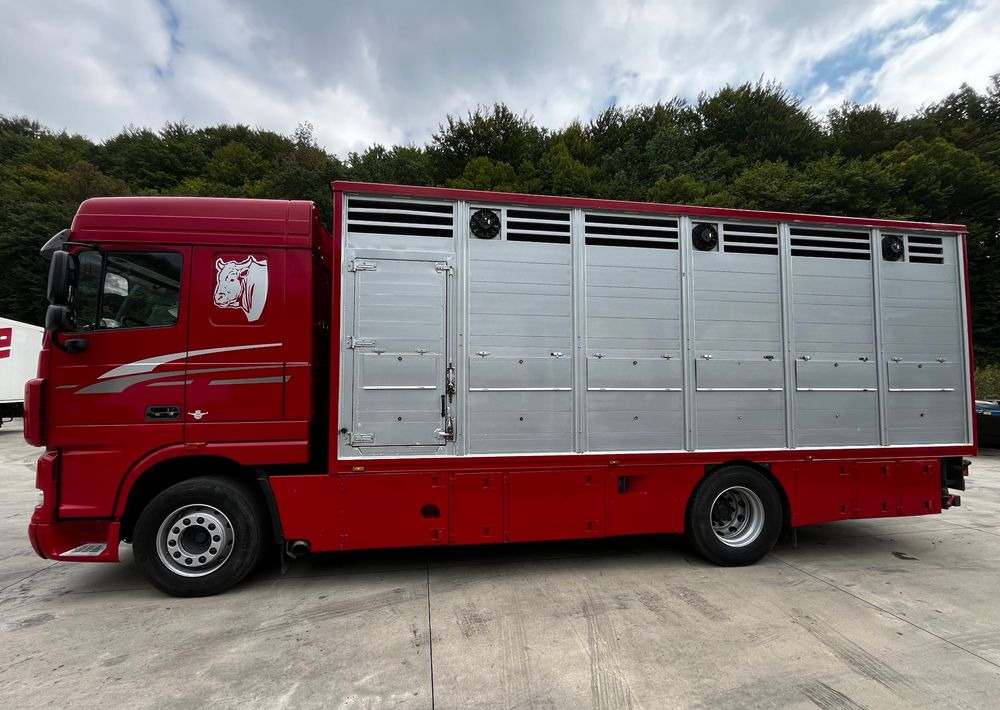 DAF XF 105.460 Euro 5 // Manual // Retarder // Do Żywca / Bydła / Zwierząt / - Gyvulių pervežimo sunkvežimis: foto 5 DAF XF 105.460 Euro 5 // Manual // Retarder // Do Żywca / Bydła / Zwierząt / - Gyvulių pervežimo sunkvežimis: foto 5