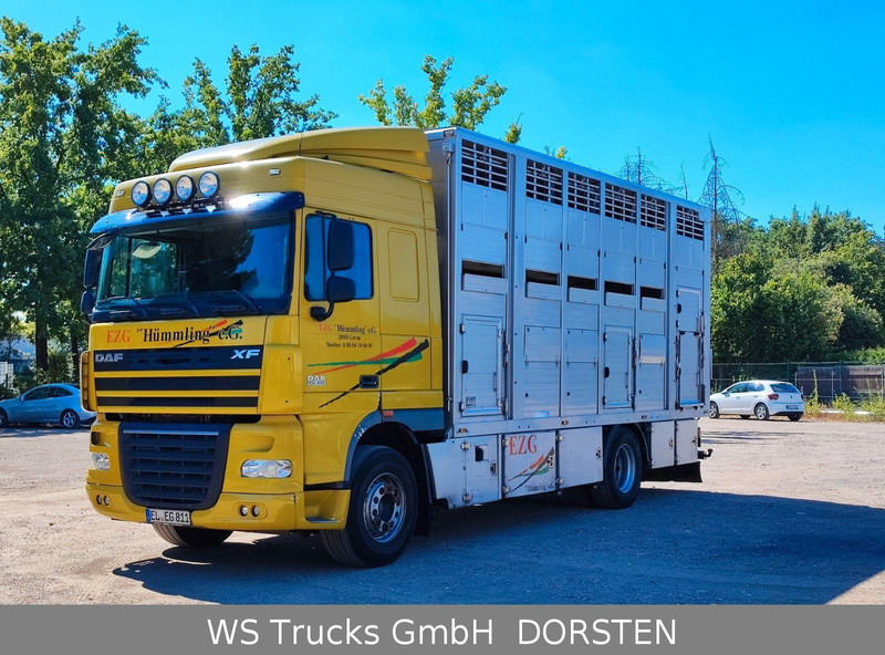 DAF XF410 Menke Doppelstock - Gyvulių pervežimo sunkvežimis: foto 1 DAF XF410 Menke Doppelstock - Gyvulių pervežimo sunkvežimis: foto 1